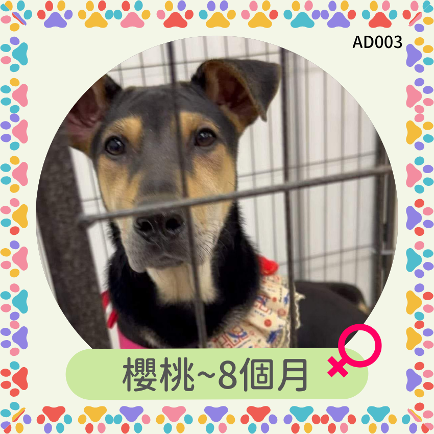 櫻桃